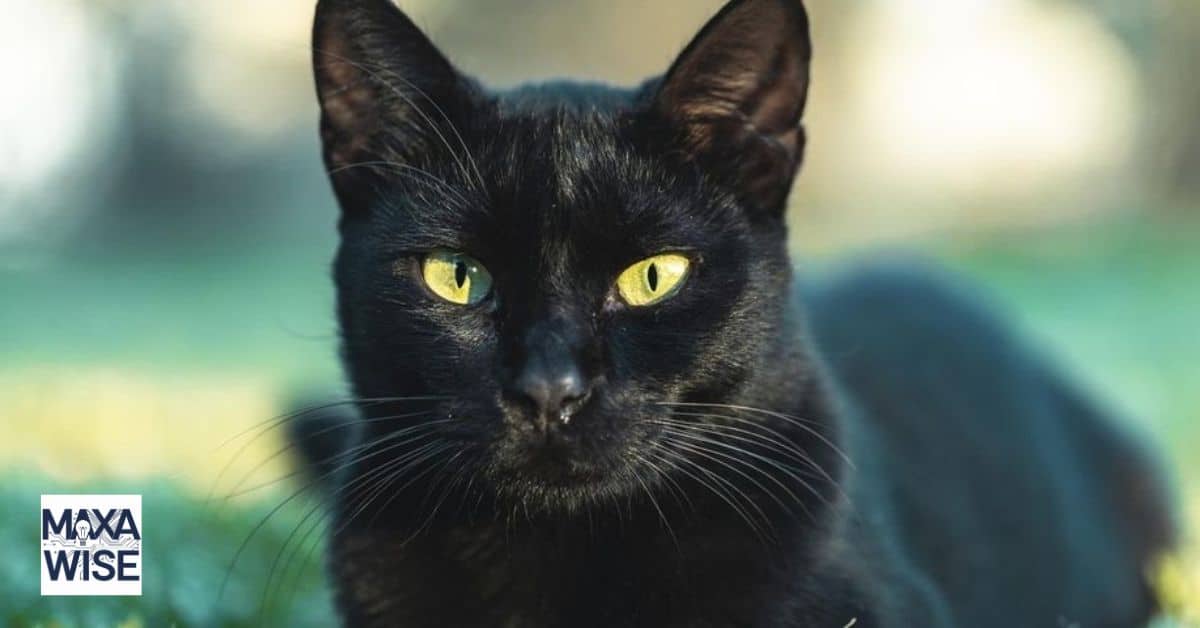 Black Cat Spiritual Meaning