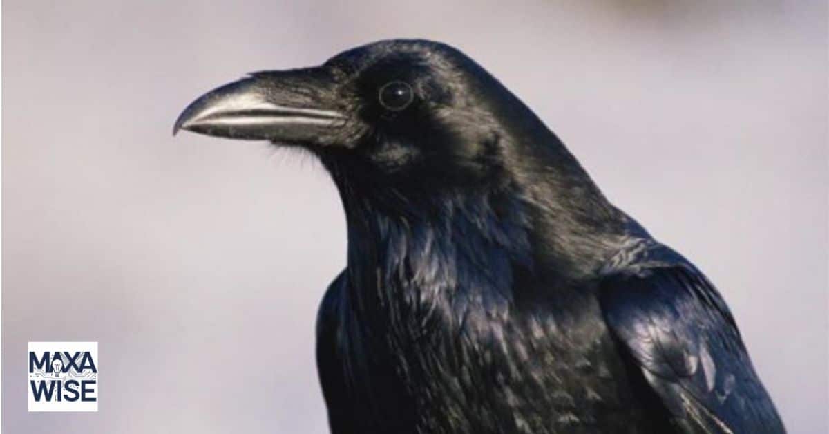 What Does a Crow Symbolize