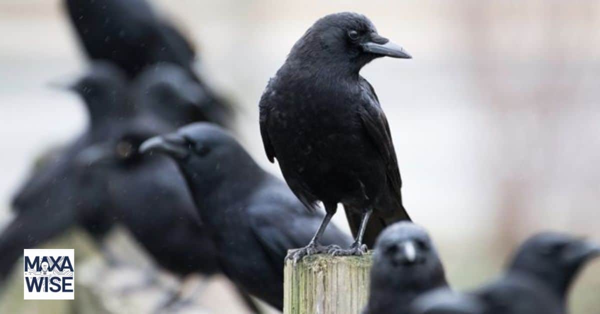 Crows Meaning