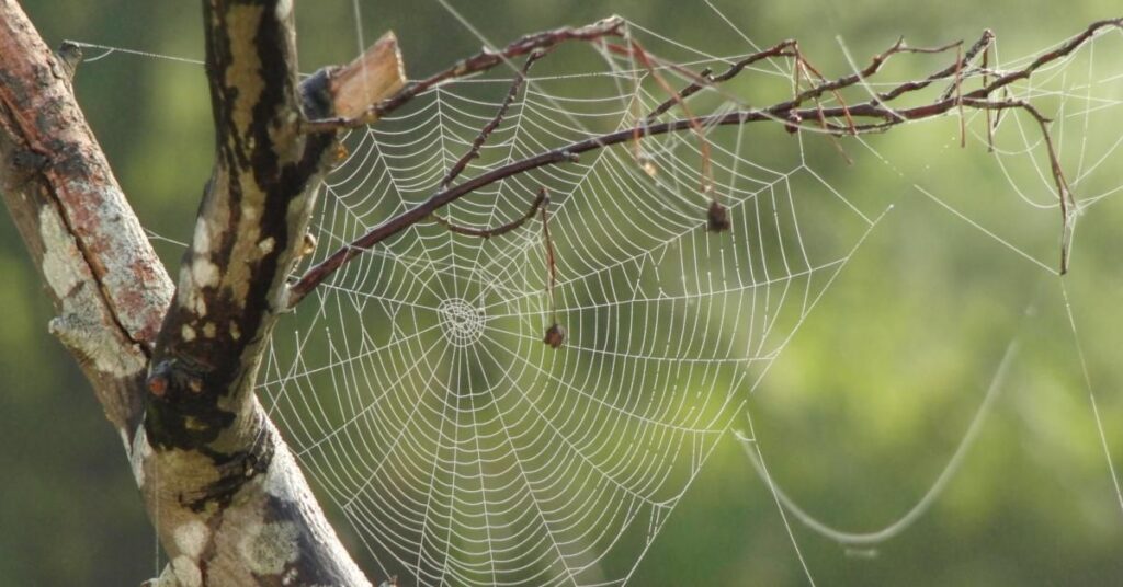 "Spiritual Meaning of a White Spider in a Dream"