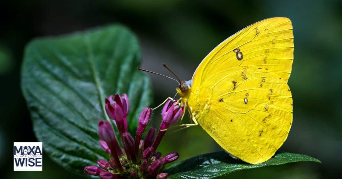 What Does Yellow Symbolize?: Exploring Its Spiritual and Emotional Significance