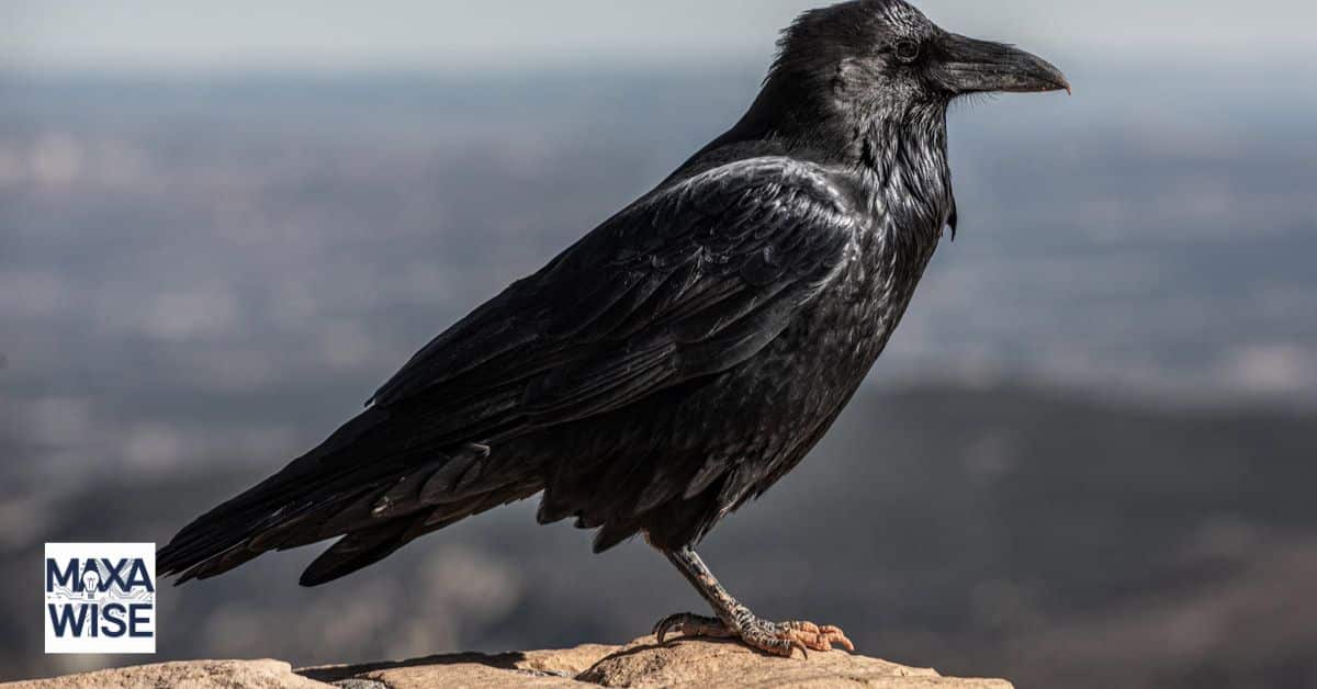 What Do Crows Symbolize?