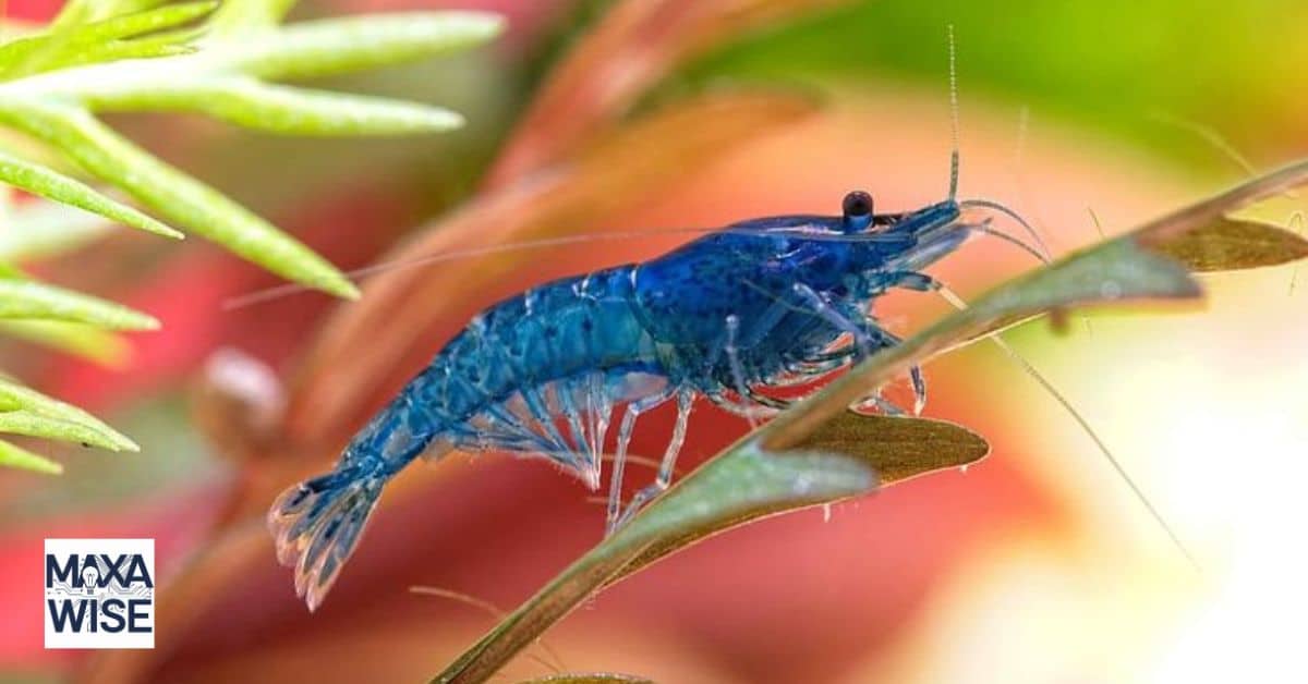 Blue Dream Shrimp