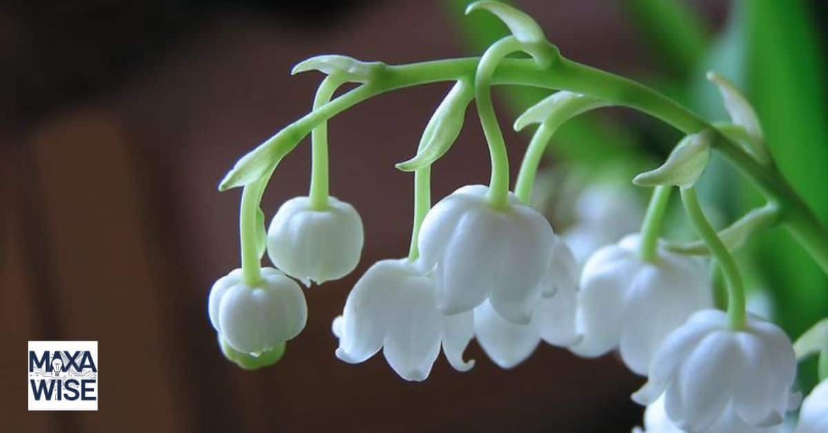 Lily of the Valley Meaning